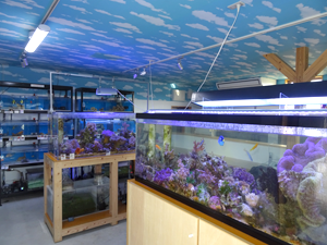 店舗案内 | 海水魚・珊瑚専門店 Z1(ゼットワン)